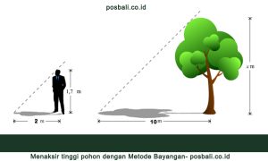 Cara Menaksir Tinggi Pohon Menggunakan 3 Metode
