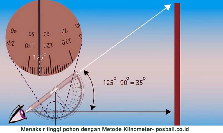 Cara Menaksir Tinggi Pohon Menggunakan 3 Metode