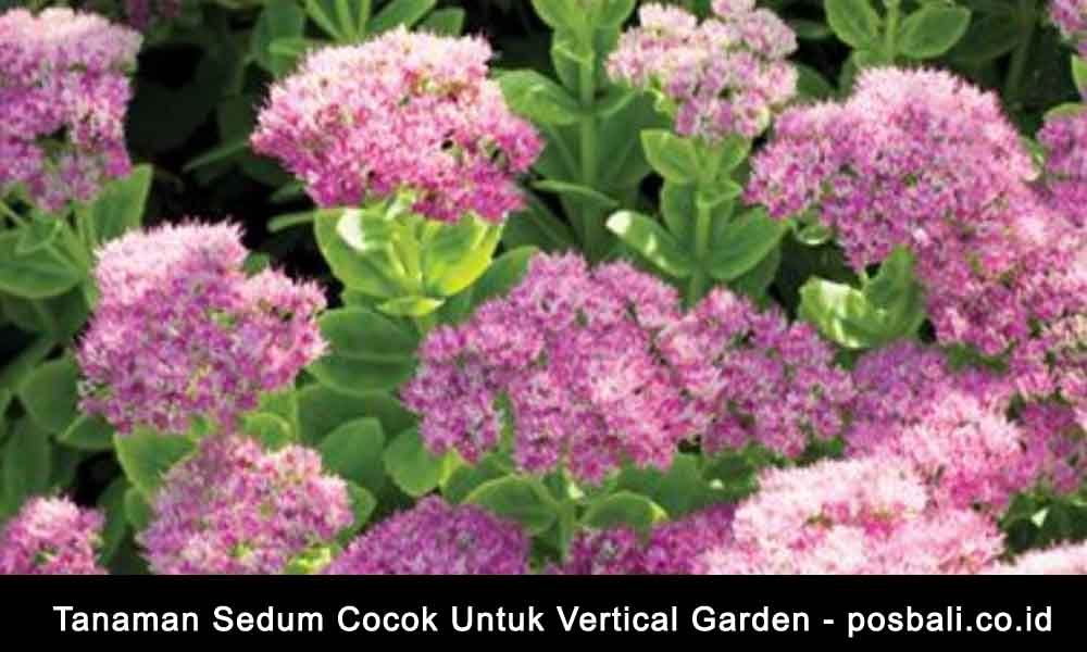 tanaman-sedum-yang-cocok-untuk-vertical-garden - posbali
