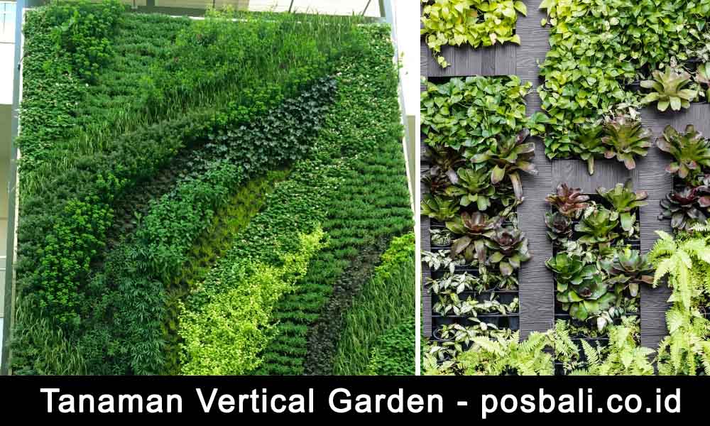 tanaman yang cocok untuk vertical garden