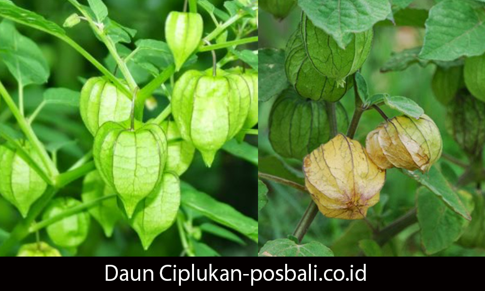 daun ciplukan