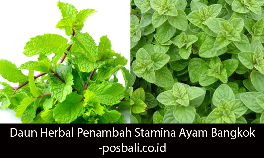daun herbal penambah stamina ayam bangkok